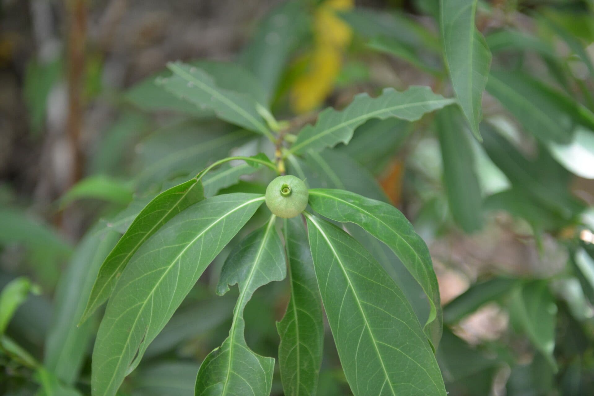 Alibertia edule 16