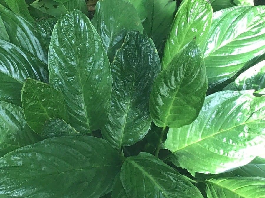 Tacca 16