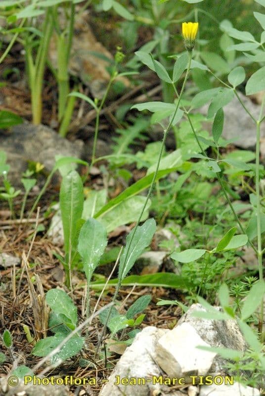 Dunkelgeflecktes Habichtskraut 3