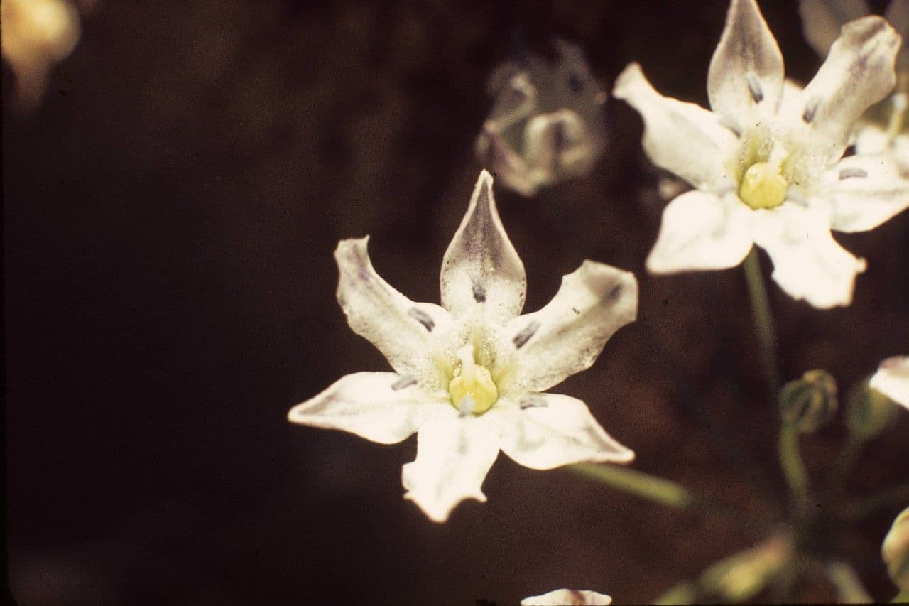 Triteleia
