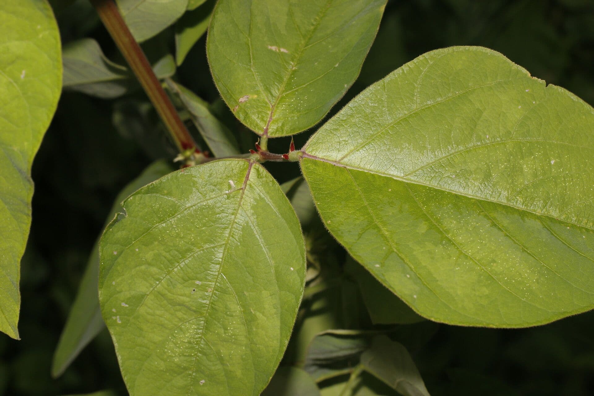 Desmodium distortum 9