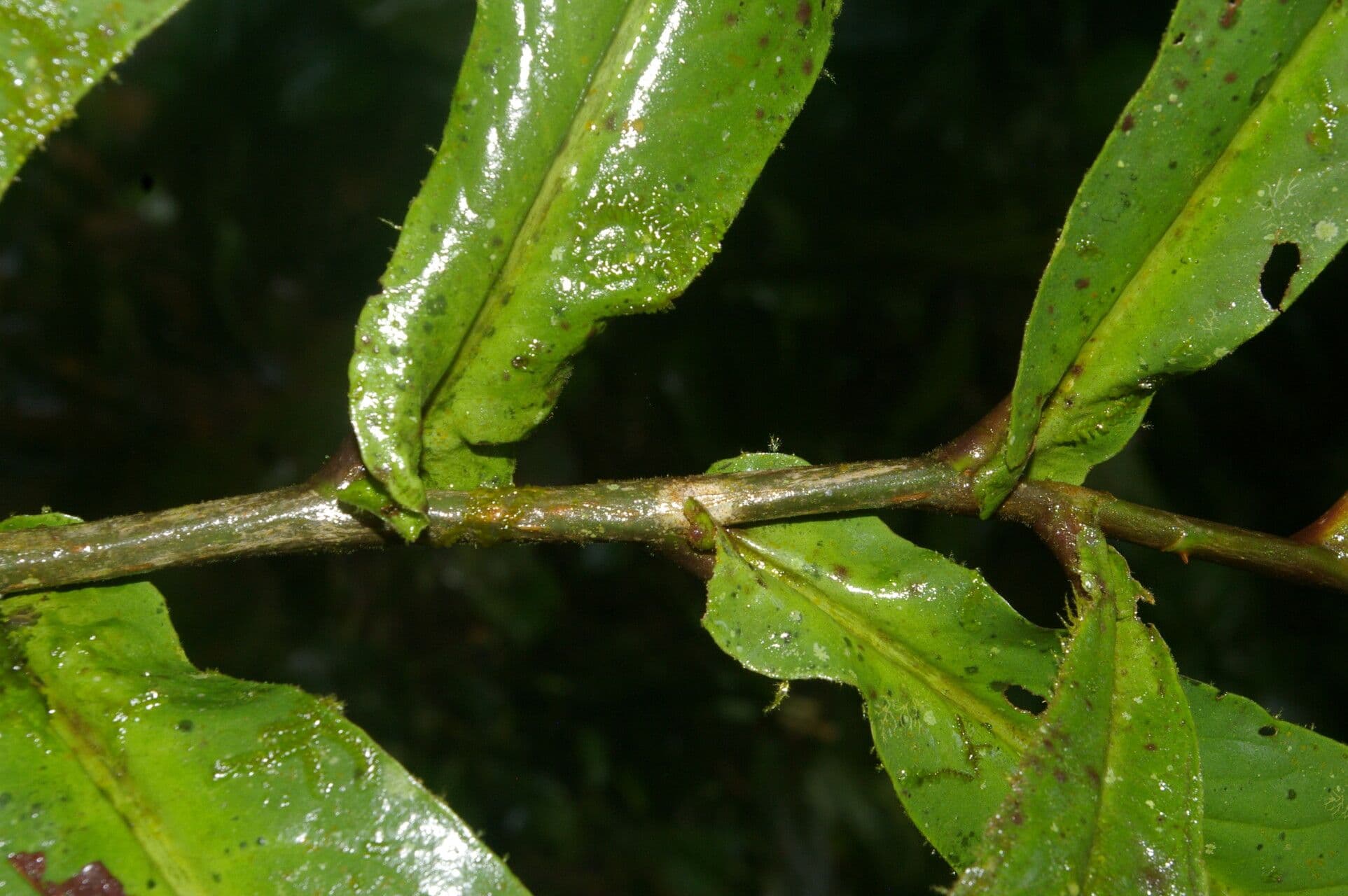 Ardisia 14