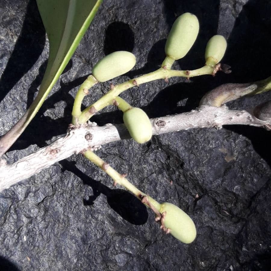 Osmanthus 3
