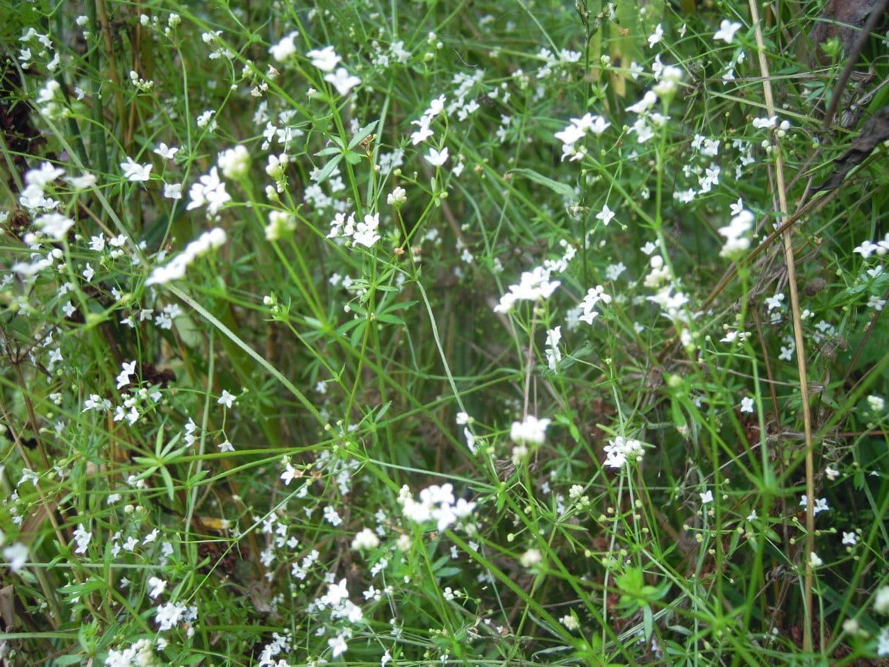 Caglio delle paludi 9
