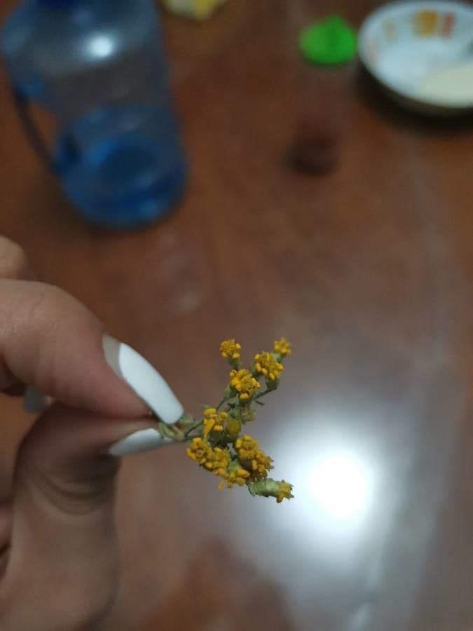 Fairy-duster 8