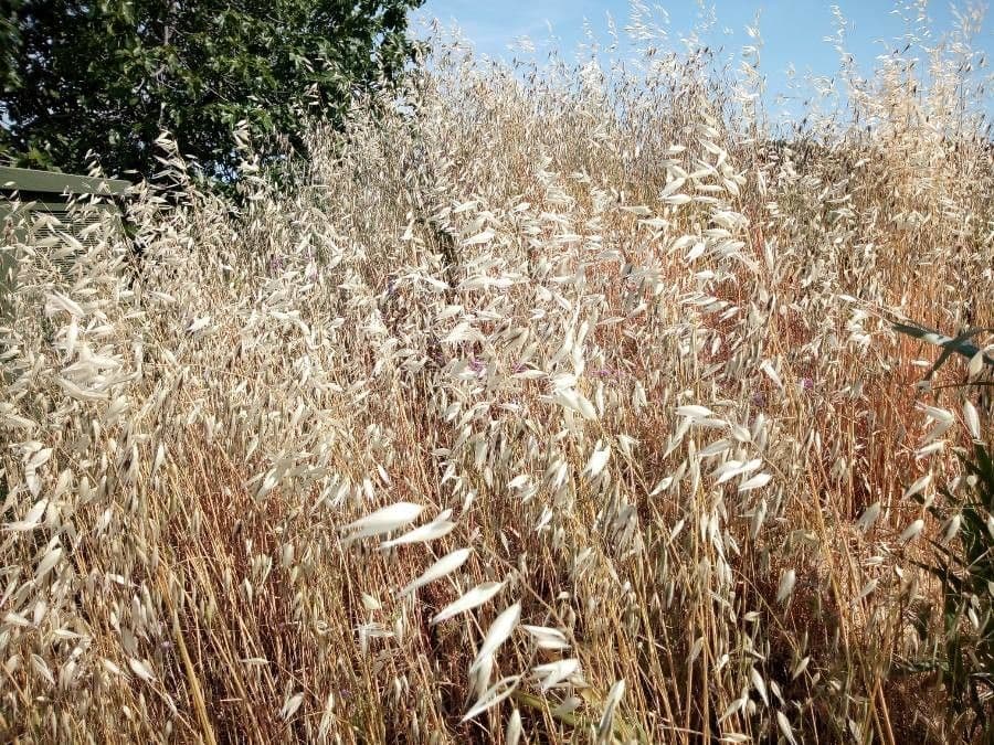 Avena strigosa 18