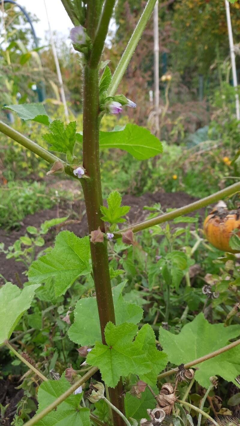 Malva verticillata 22