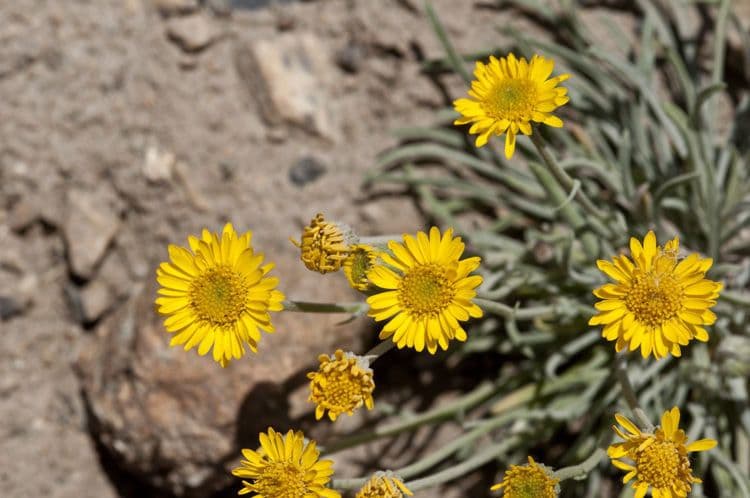 Erigeron 10