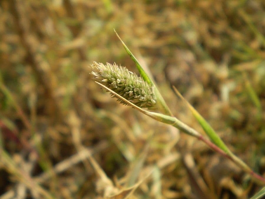 Crypsis schoenoides