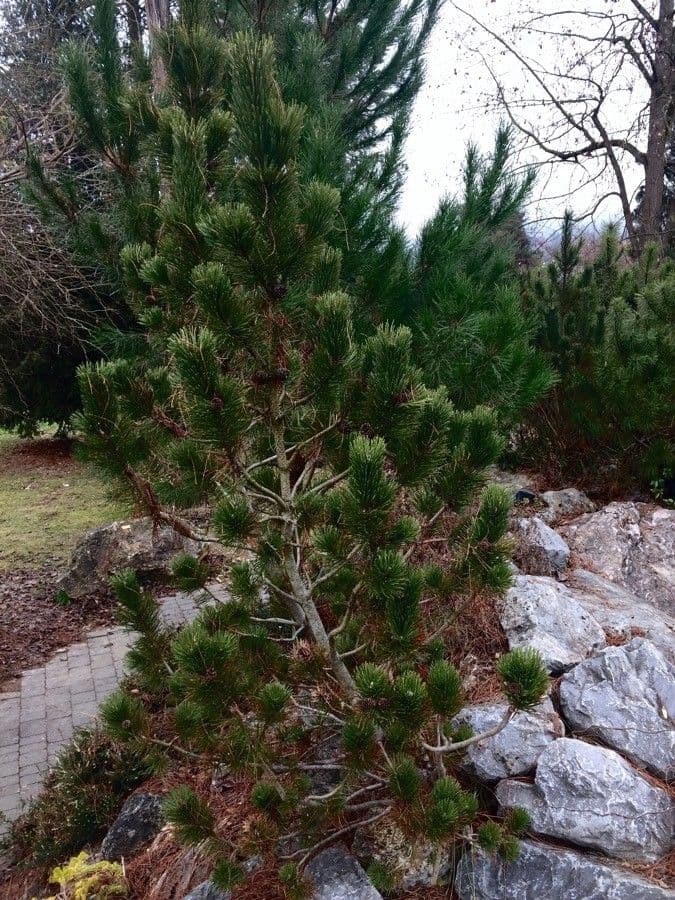 Borovice limba 14