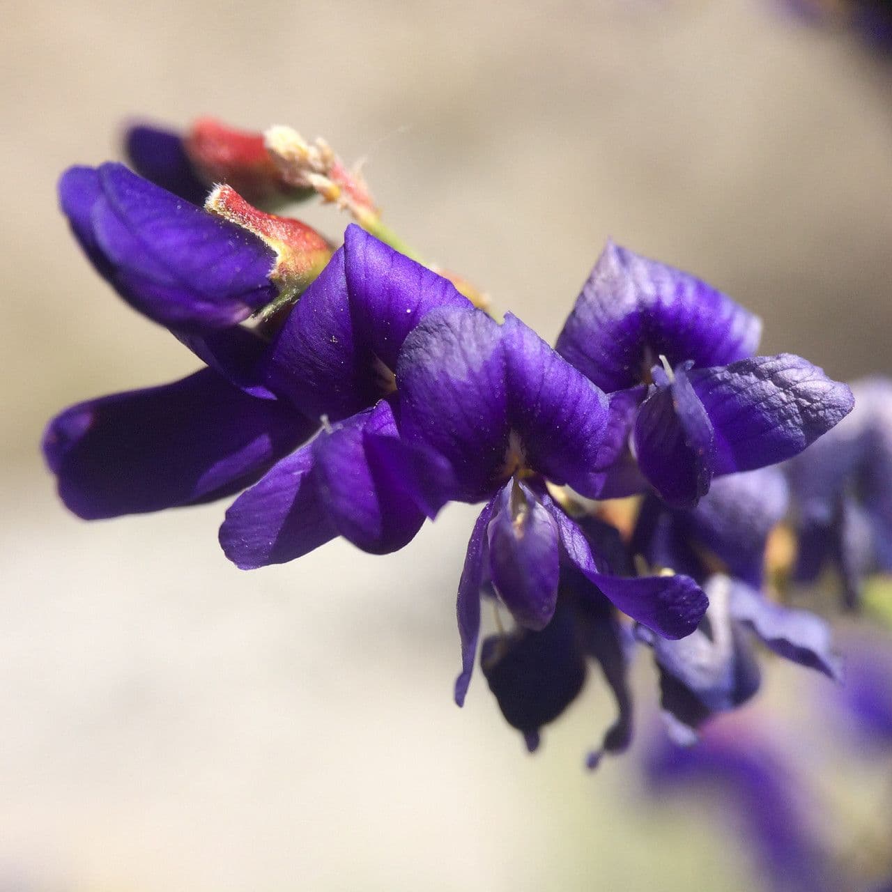 Psorothamnus schottii 10