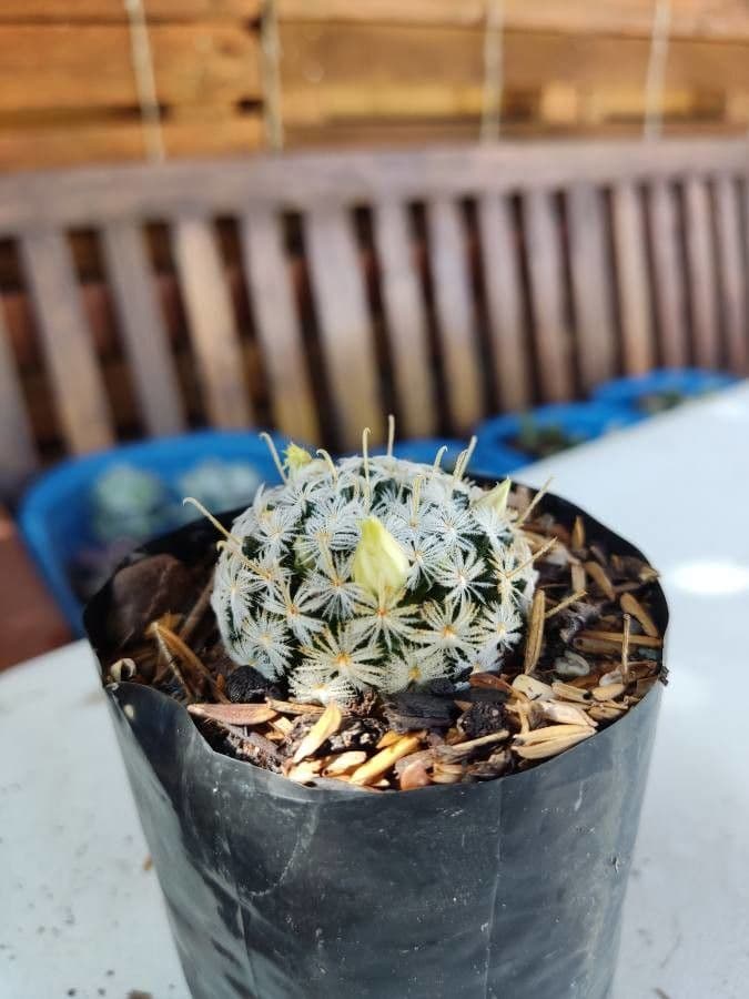 Kakteus lasiacantha 14