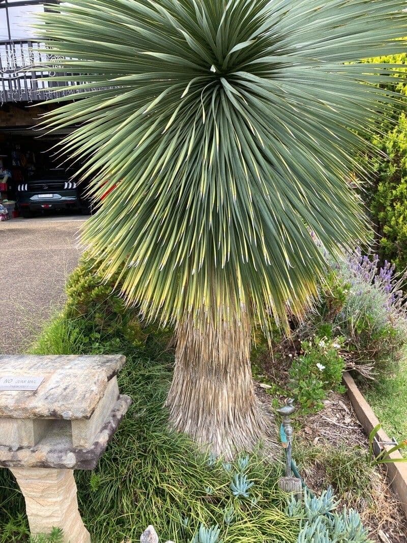 Yucca rostrata 20