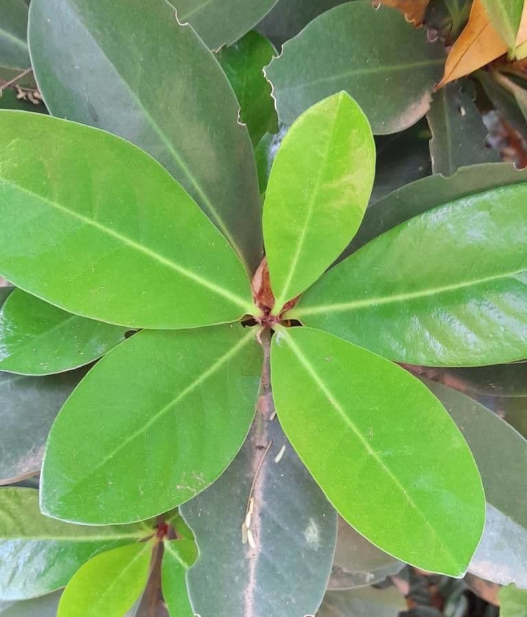 Karapofrucht 16