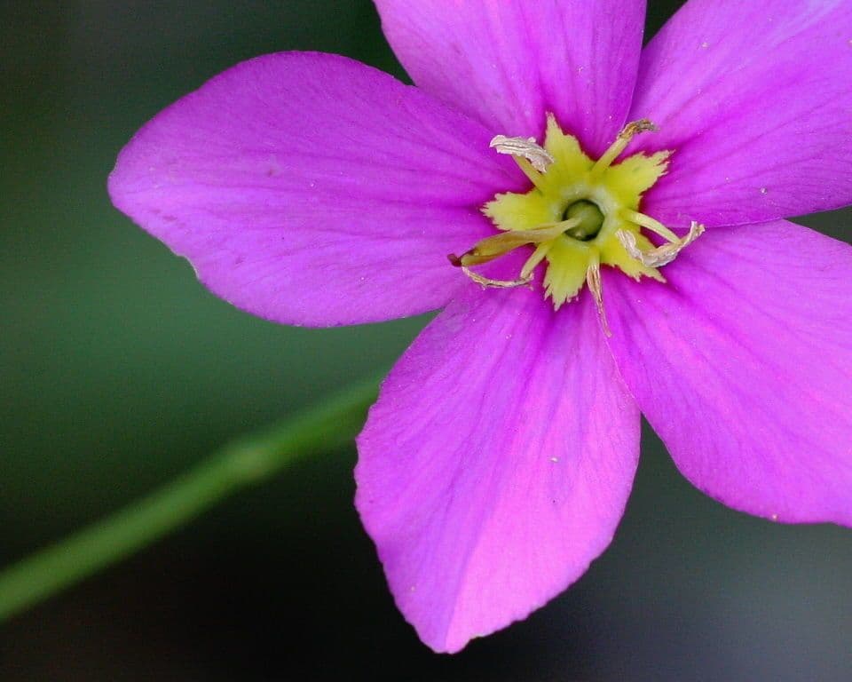 Großblütige Rosen-Enzian 3