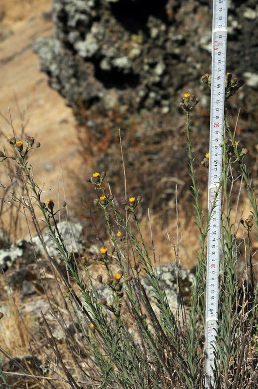 Erigeron 4