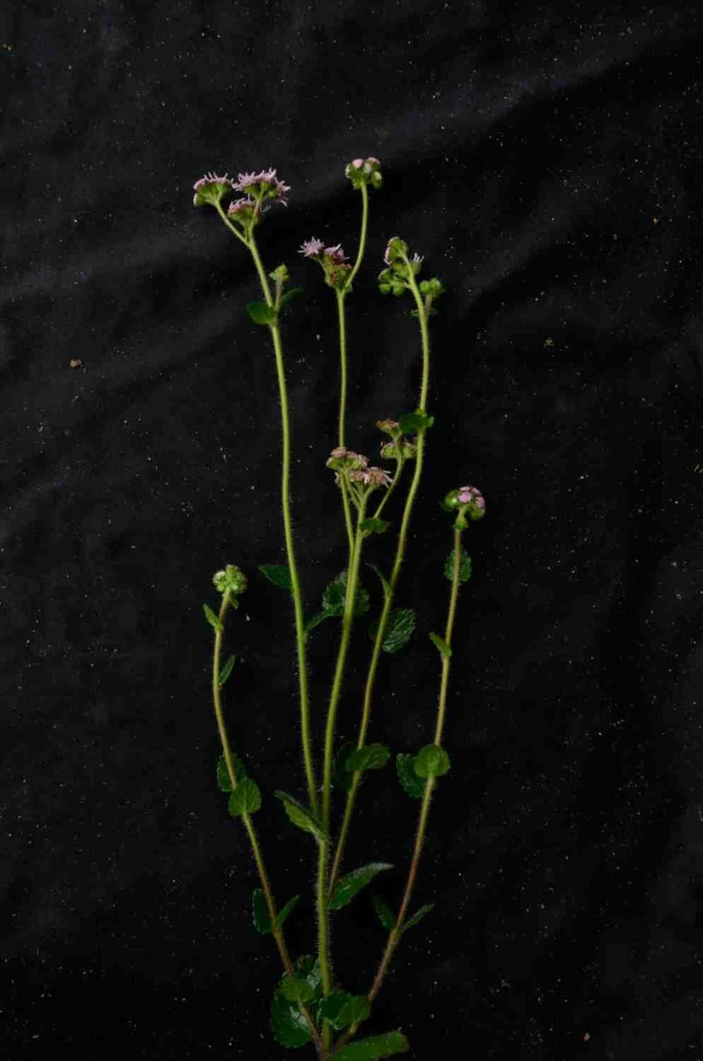 Conocliniopsis 8