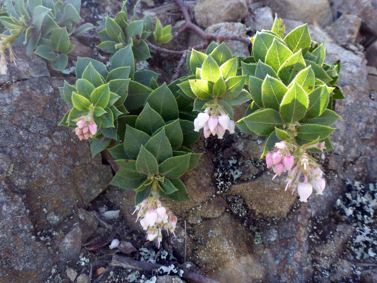Arctostaphylos 4