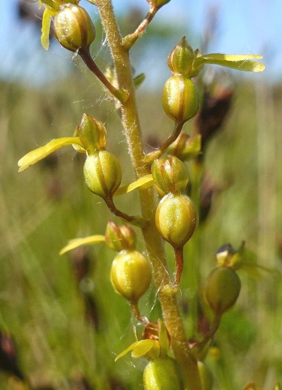 Listera maggiore