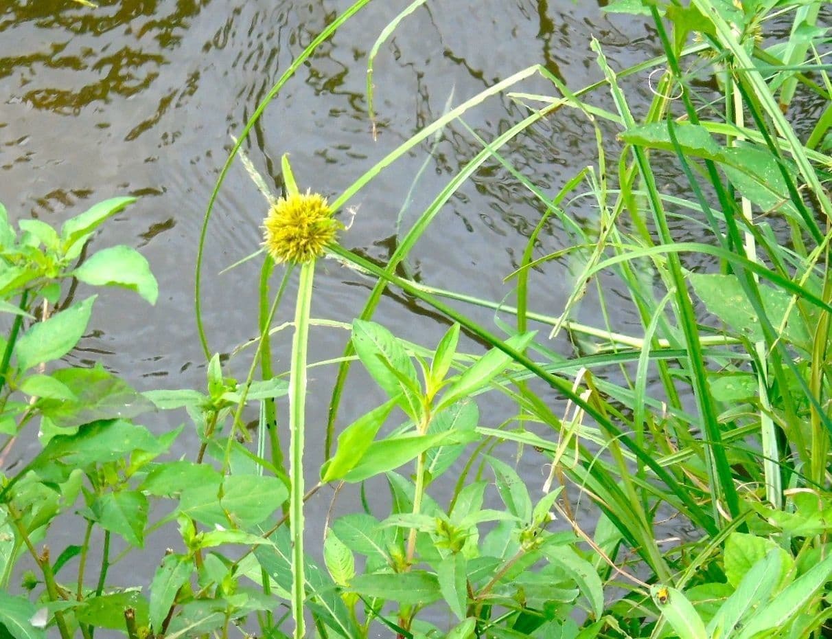 Cypéracée 2