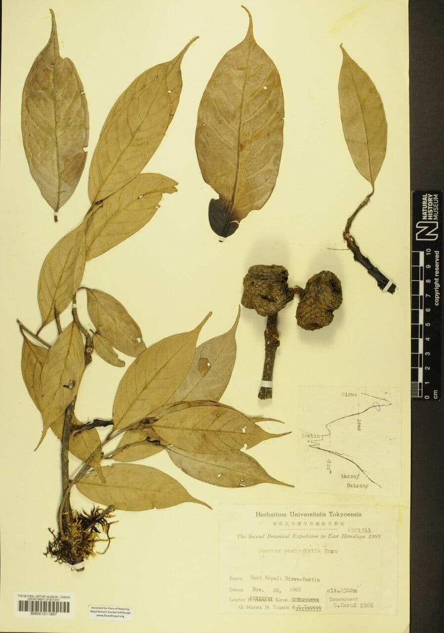 Lithocarpus 2