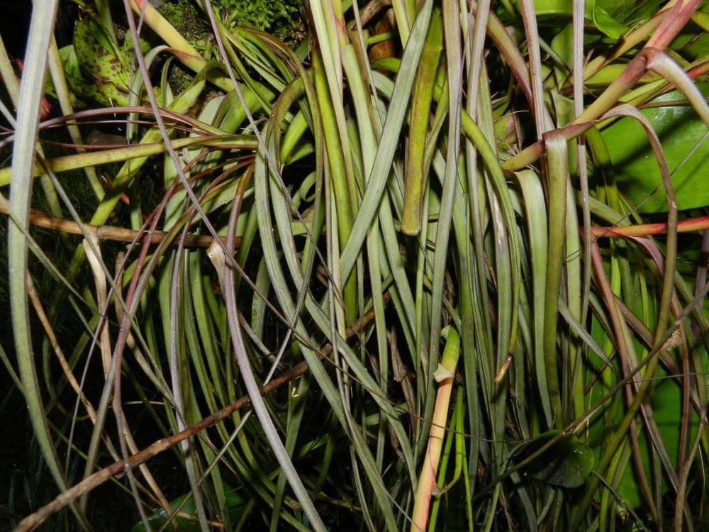 Tillandsia flexueuse 9