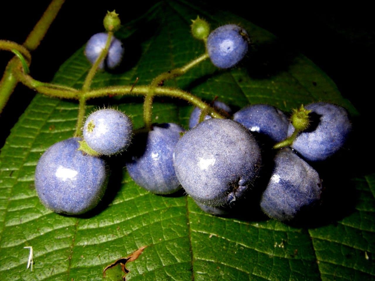 Miconia 3