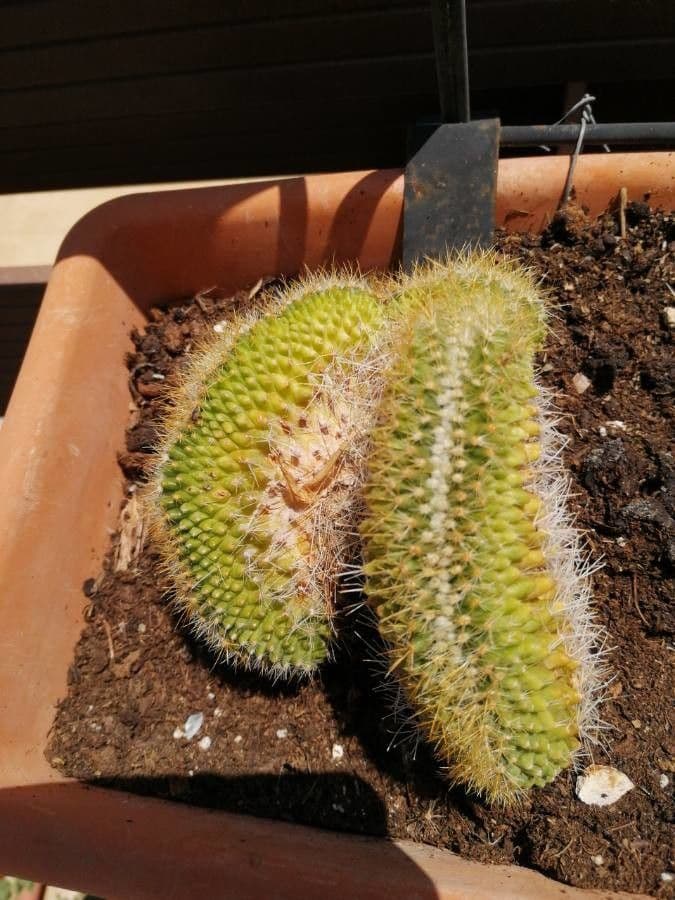 Cactus 5