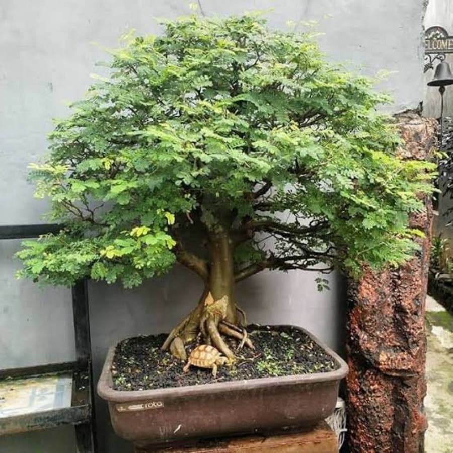 Tamarinde 20