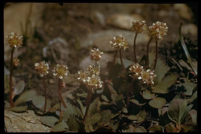 Saxifrage de nidification 4