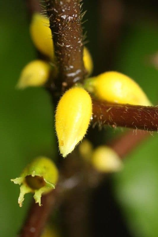 Besleria 7