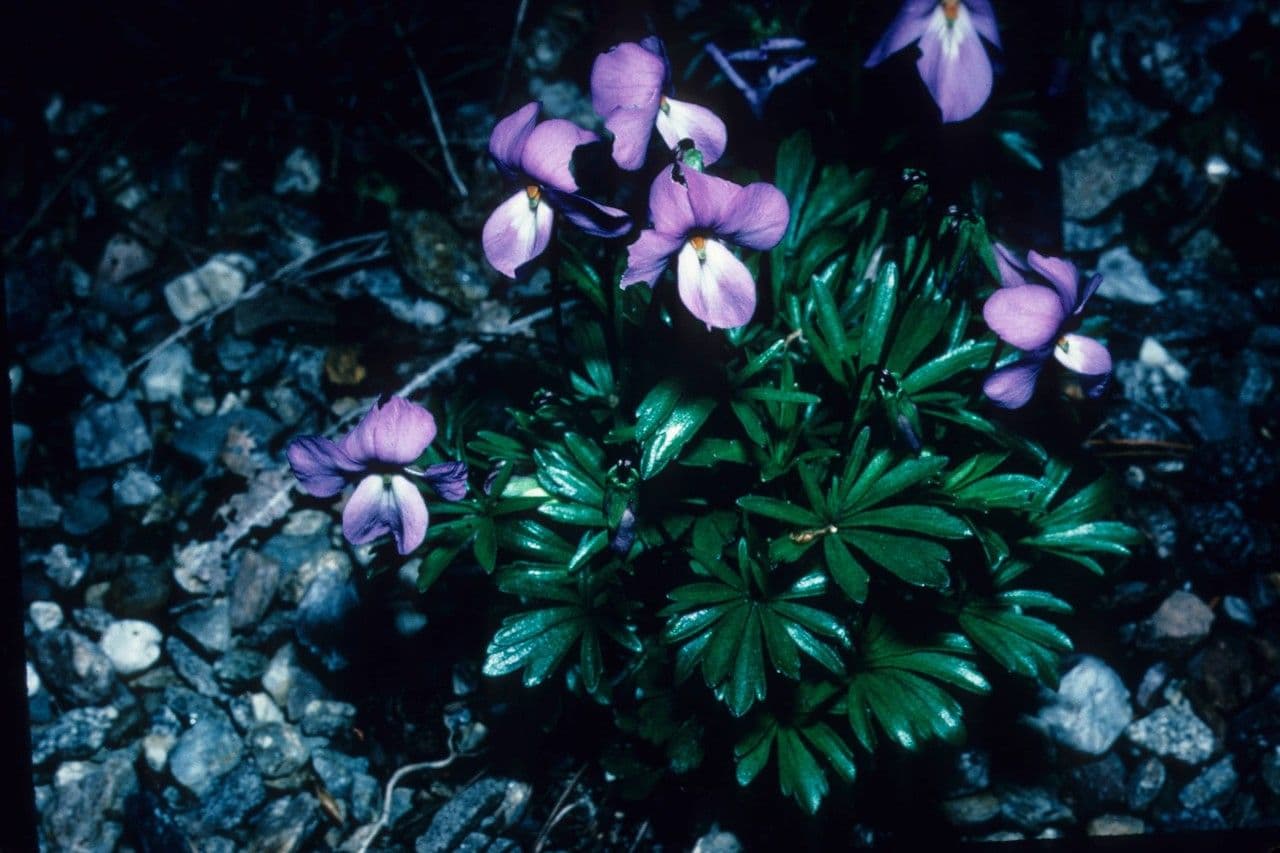 Viola pedata 7