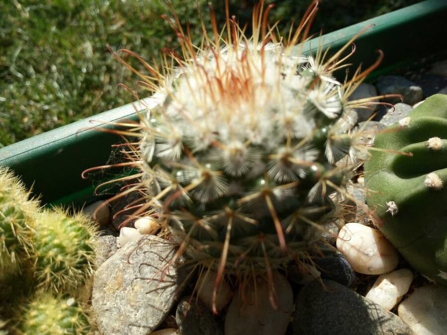 Cactus 9