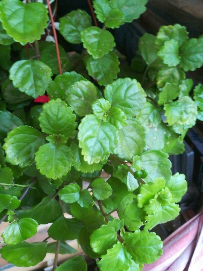 Plectranthus 13