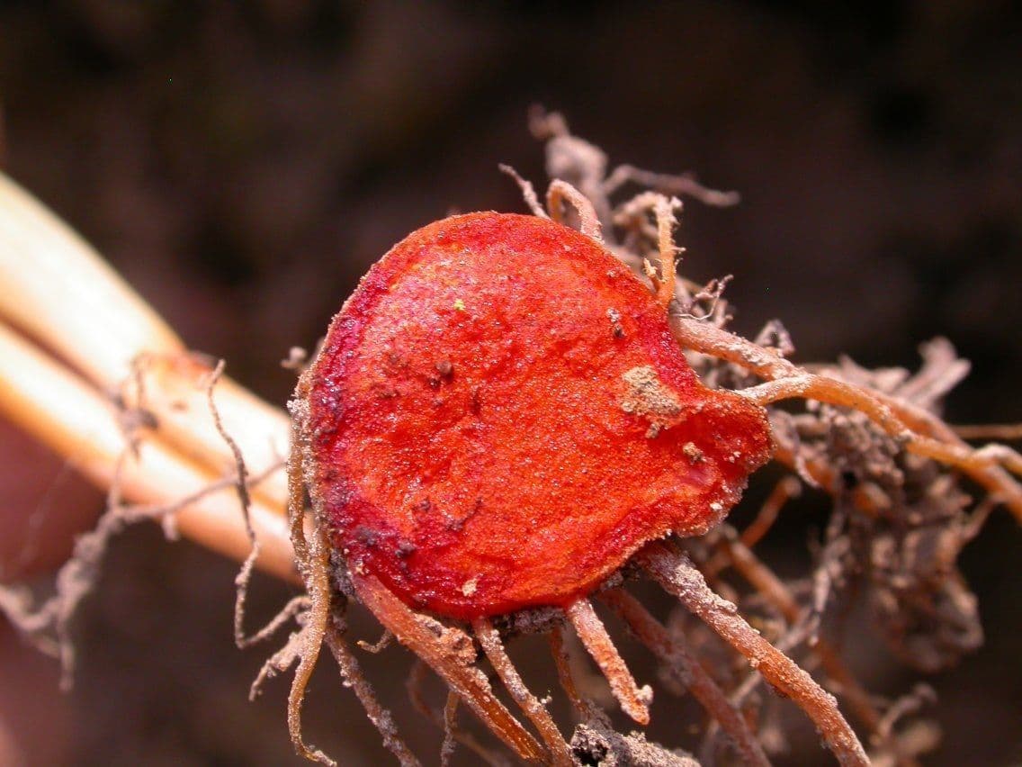 Sanguinaria 4