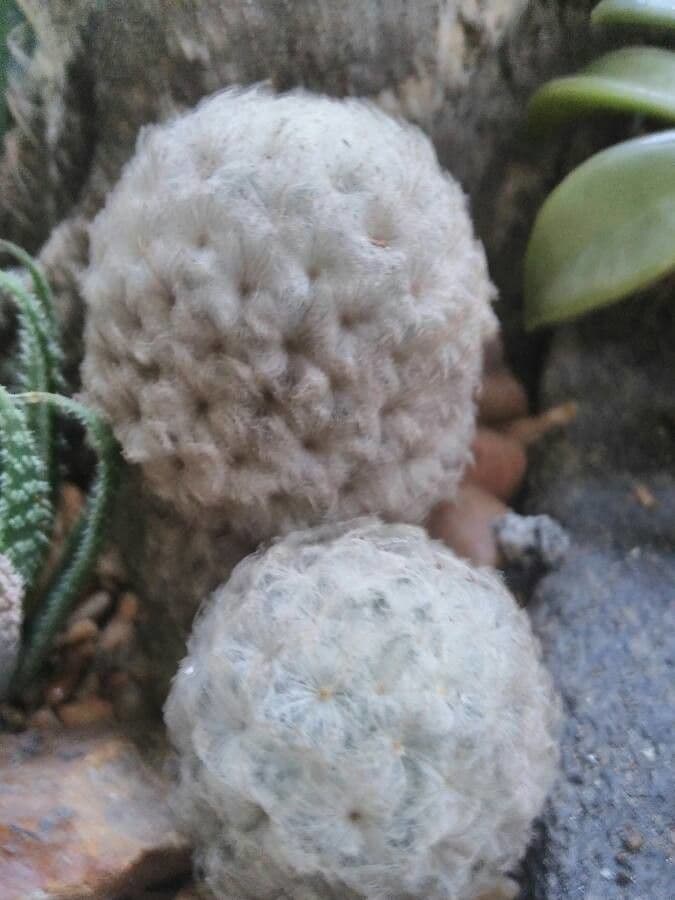 Cactus pluma 14