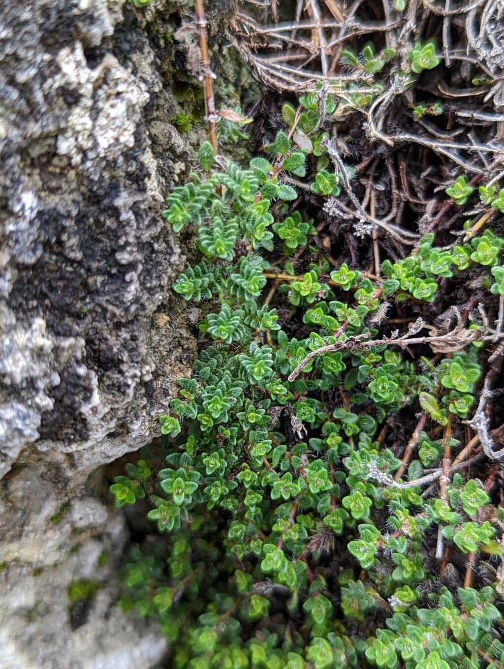 Zottiger Thymian 8