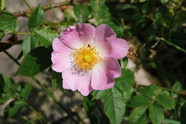 Rosa rugosa