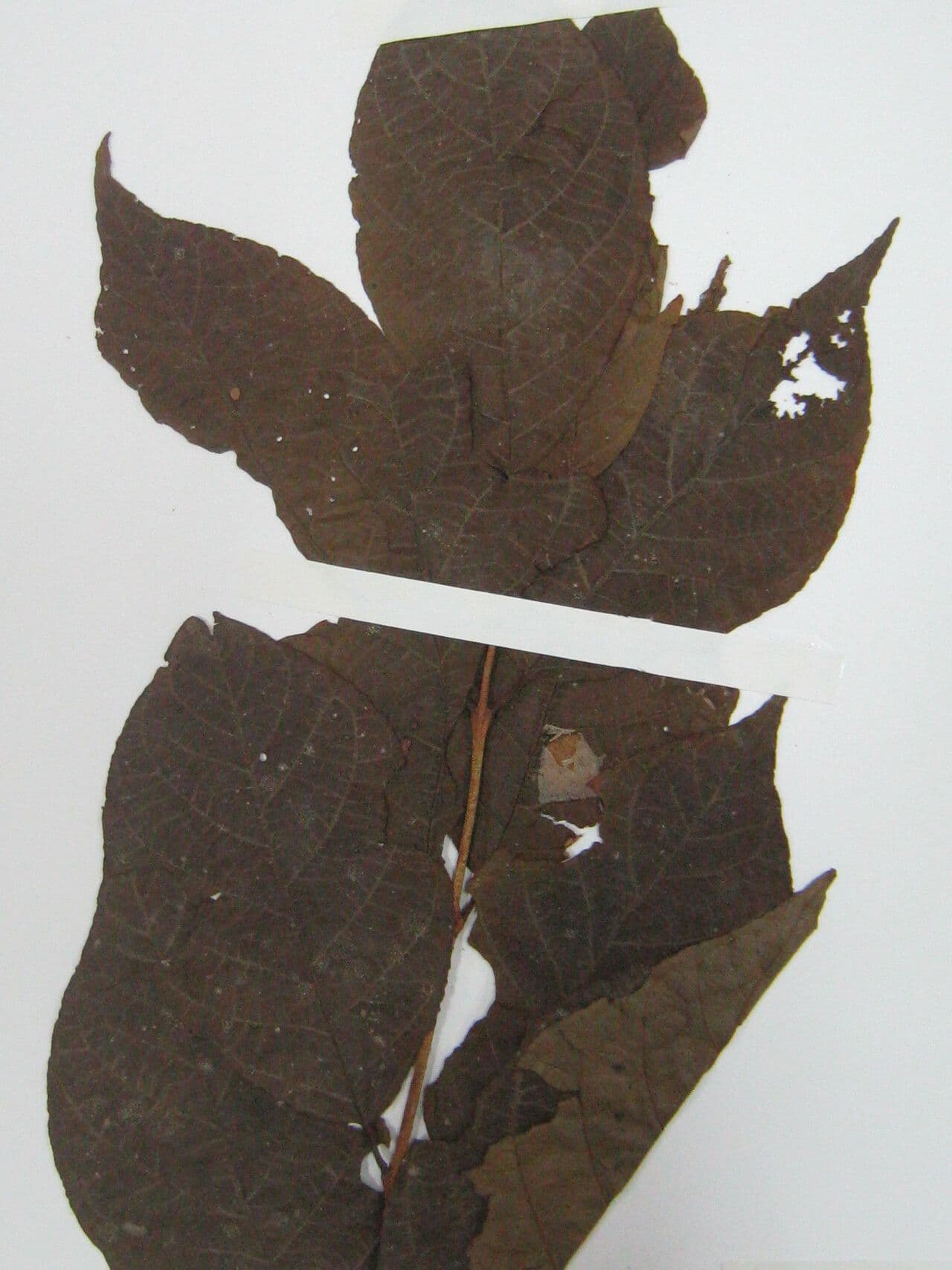 Campomanesia aromatica 5