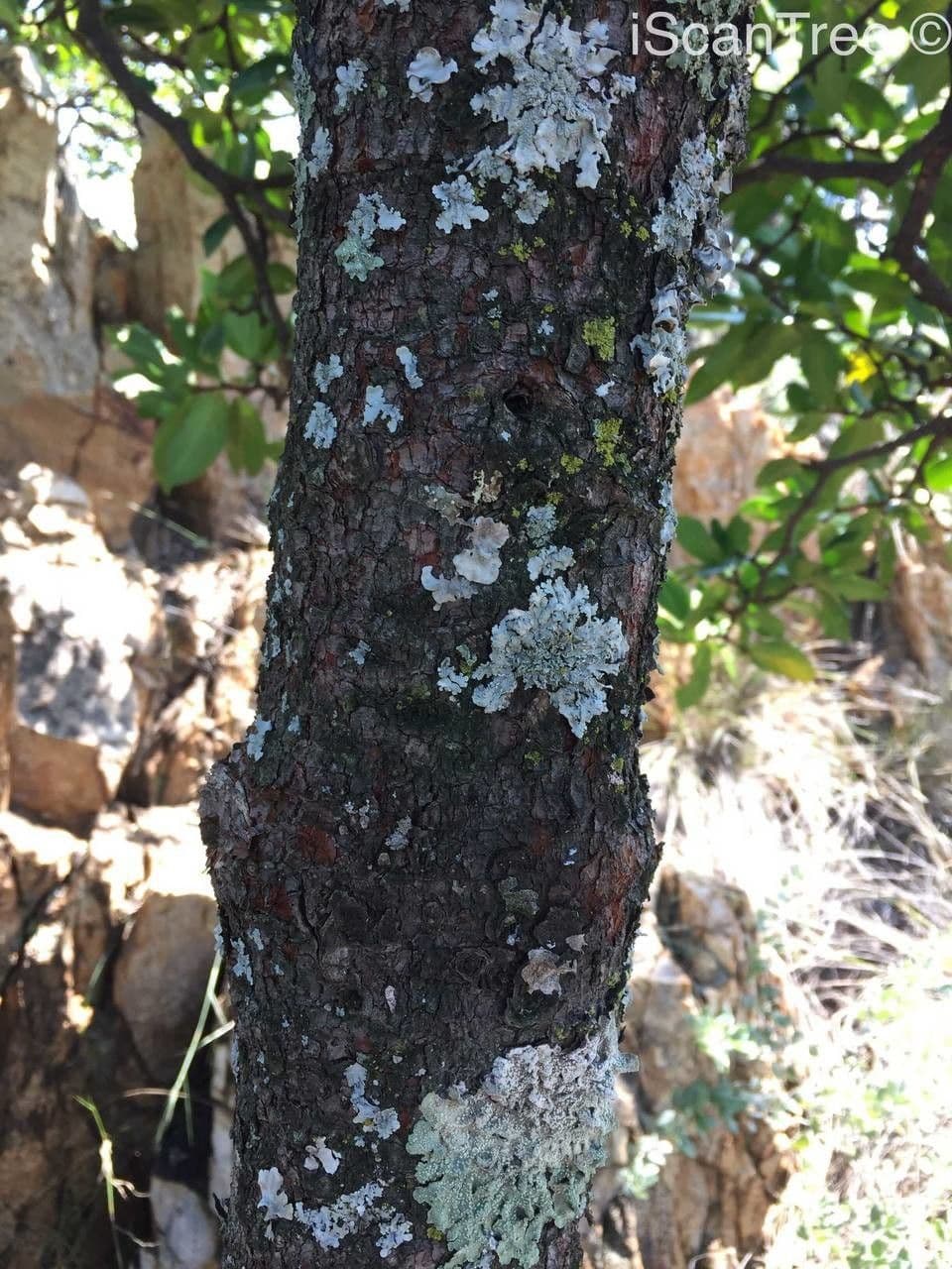 Gardenia del Capo 24