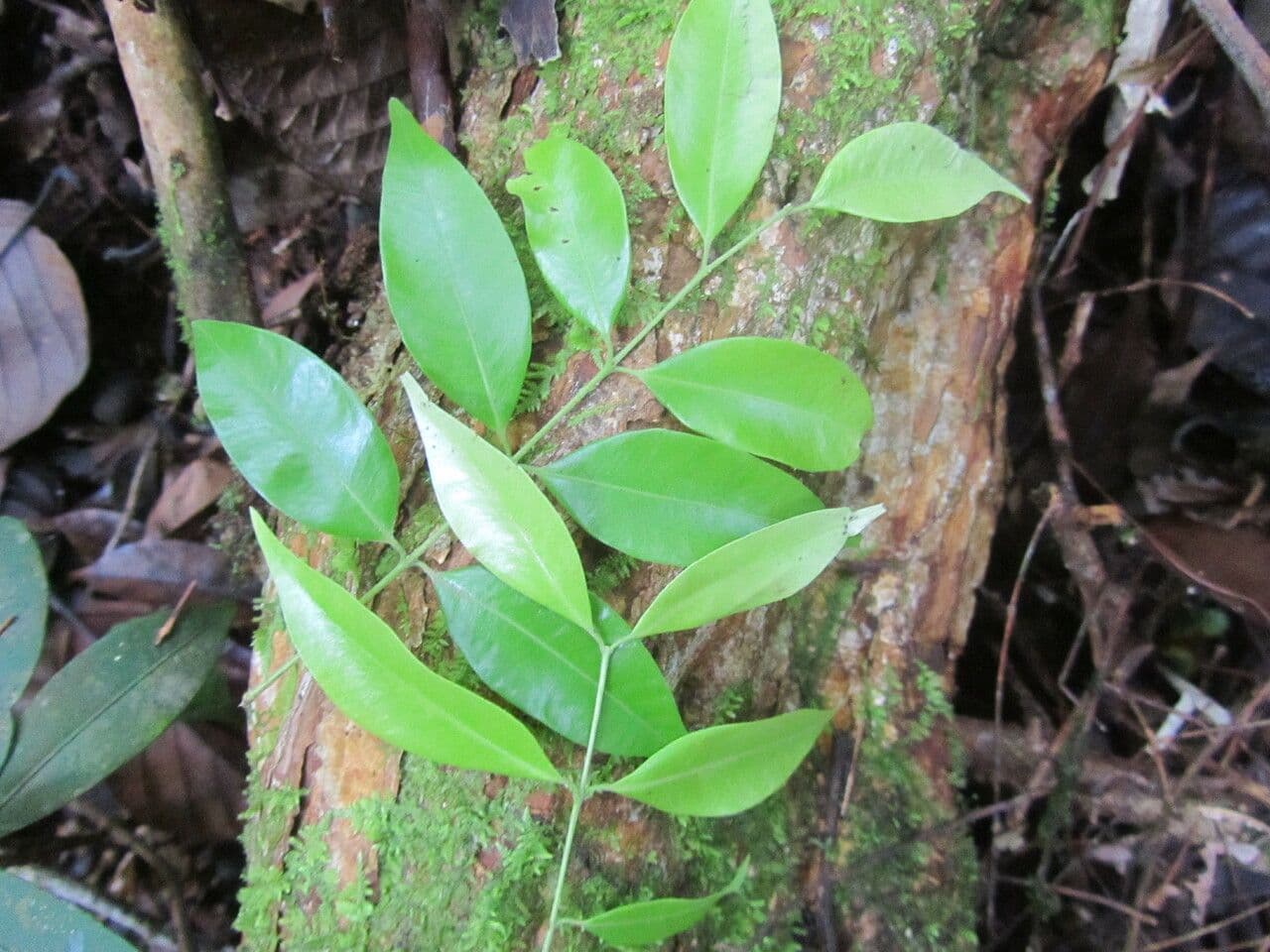 Myrciaria 6