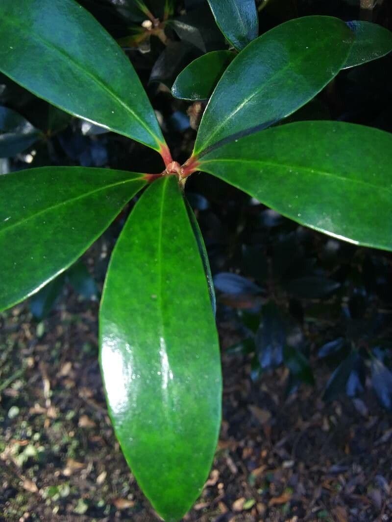 Ternstroemia 9
