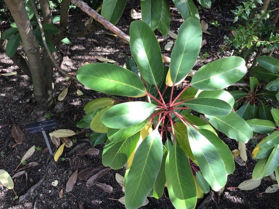 Daphniphyllum 12