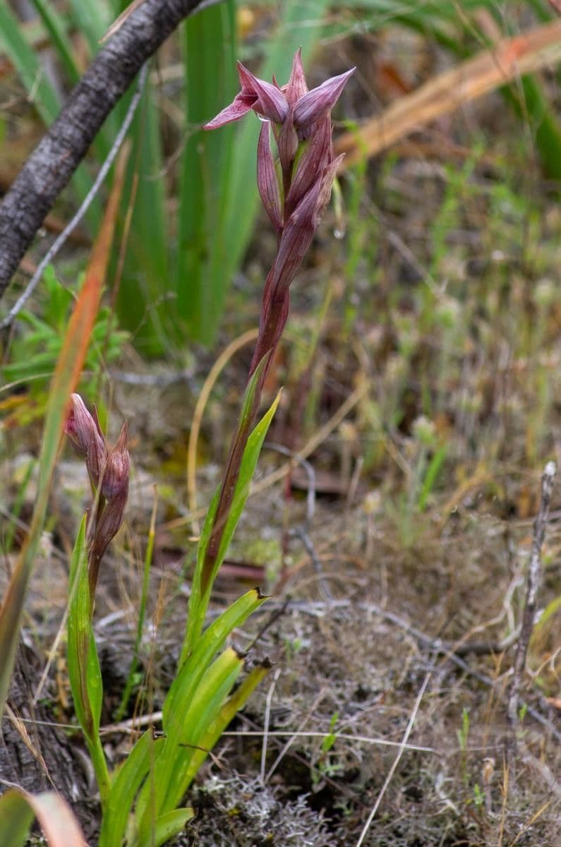 Přestup západní 8