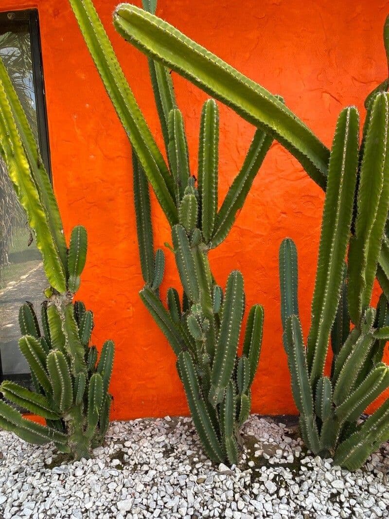 Escontria