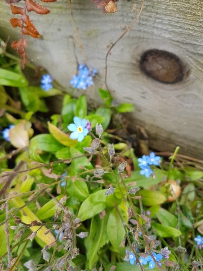 Forget-me-not 9