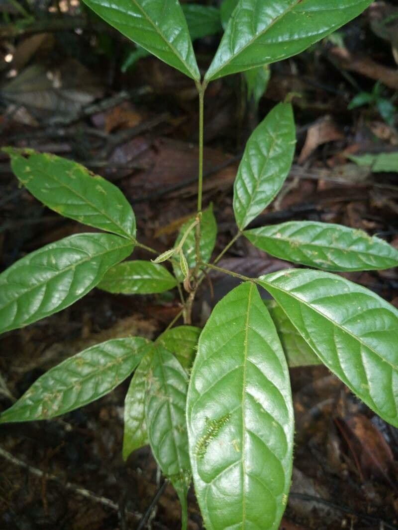 Tachigali 9