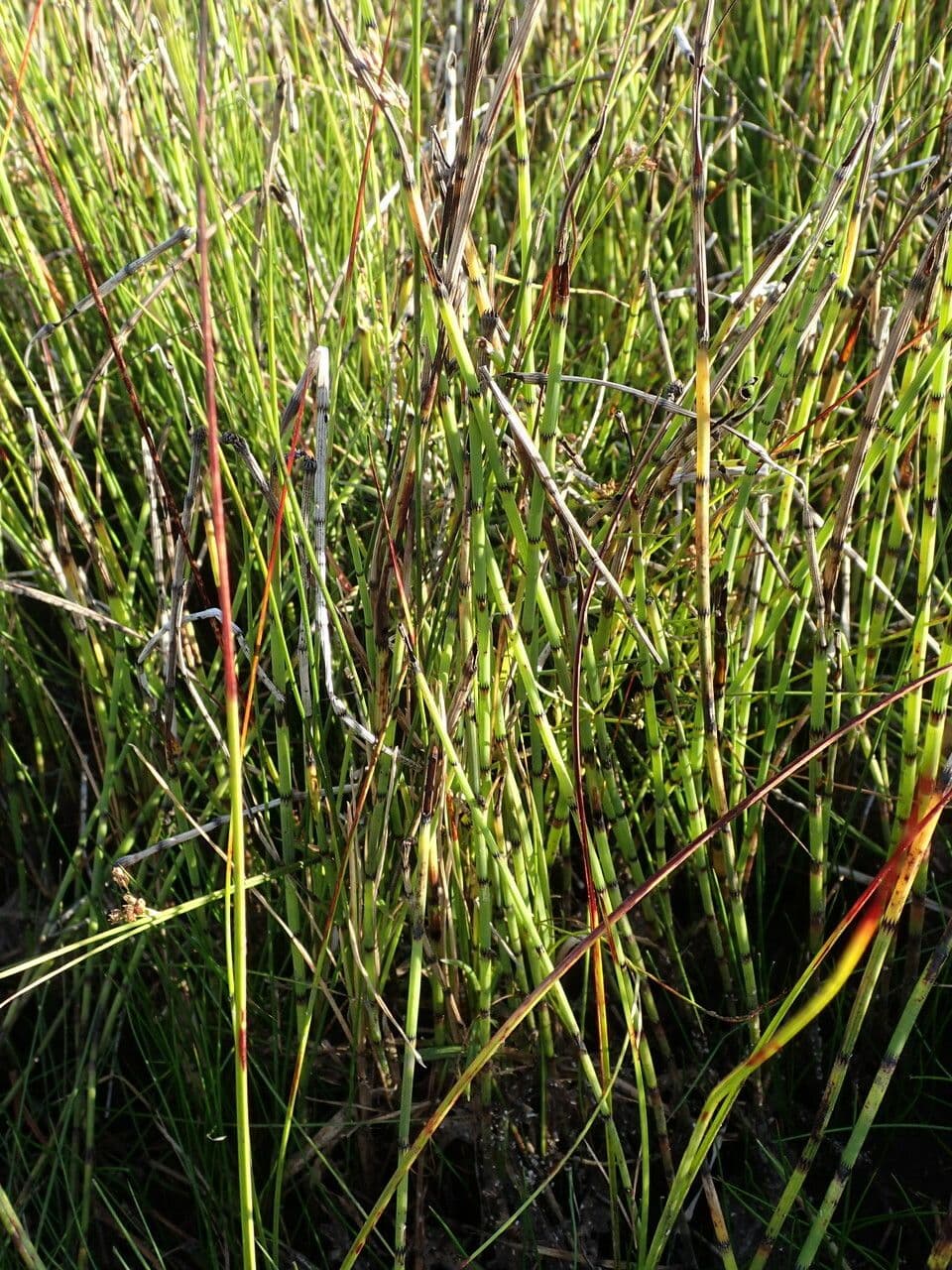 Equiseto fluviatile 30