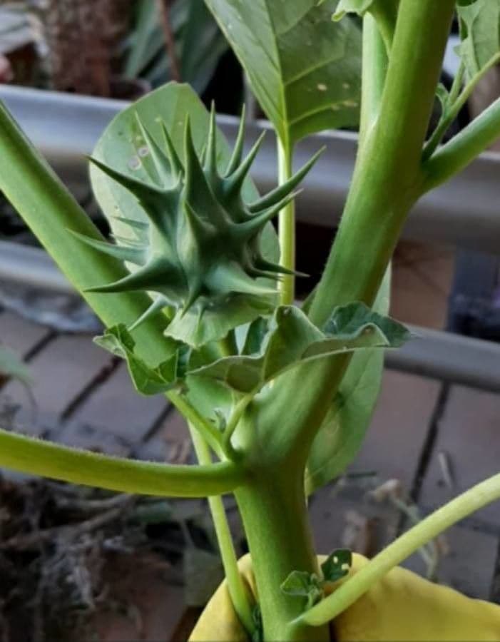 Datura 3