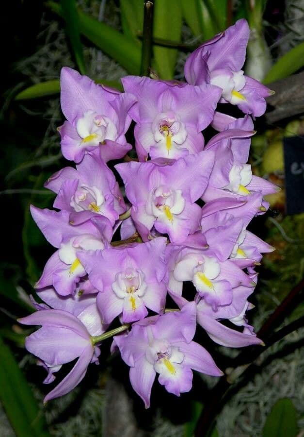 Laelia 2
